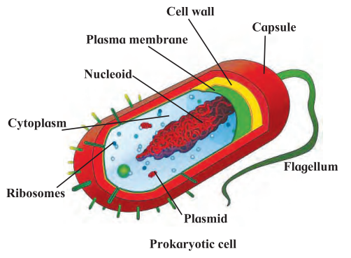 Maharashtra Board Class 7 Science Solutions Chapter 11 Cell Structure ...