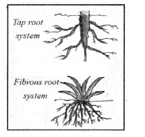 AP Board 6th Class Science Solutions Chapter 2 Knowing About Plants ...